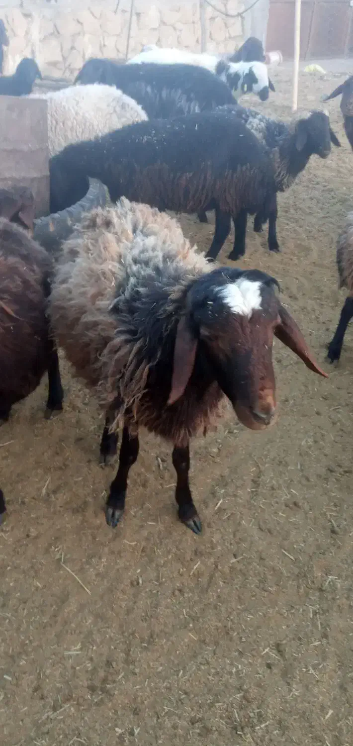 گوسفند|حیوانات مزرعه|هفدر, |دیوار