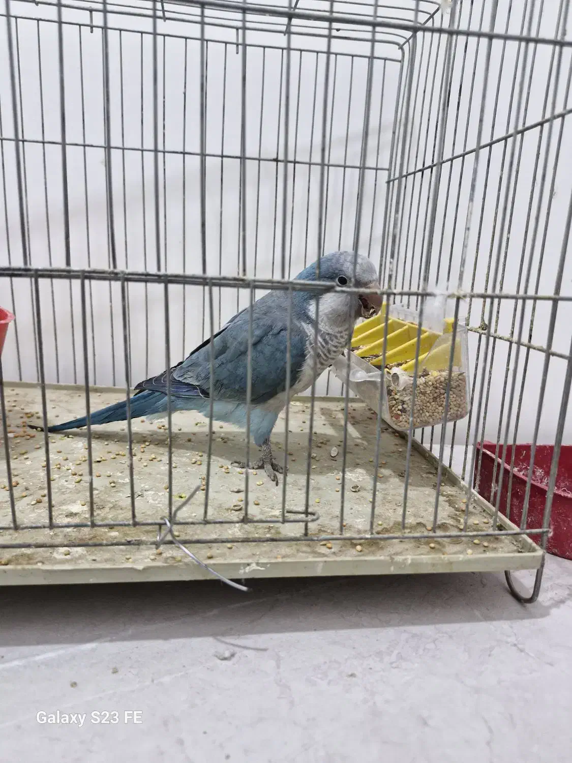 راهب اهلی|پرنده|ارومیه, |دیوار