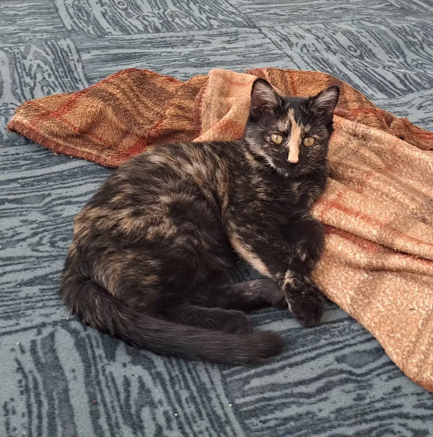 بچه گربه|گربه|پرند, فاز ۲|دیوار