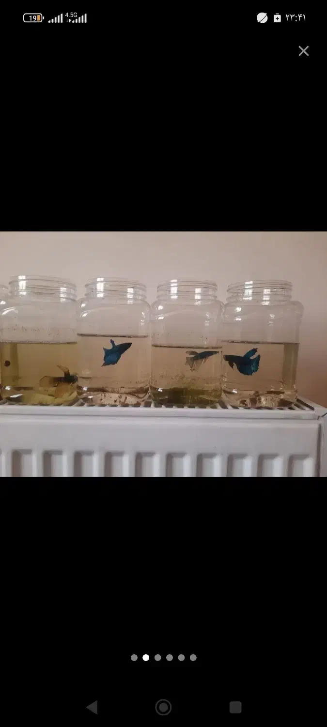 132|ماهی|شیراز, مسلم|دیوار