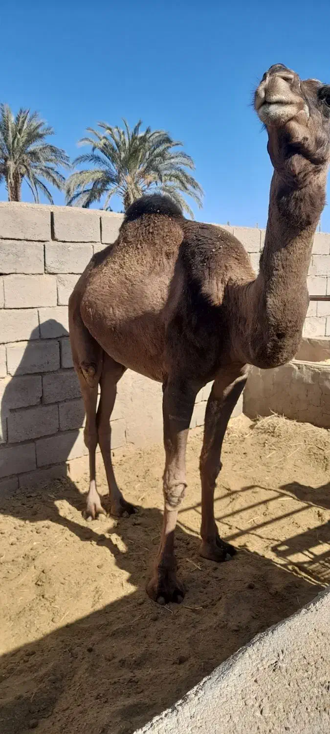 شتر|حیوانات مزرعه|طبس, |دیوار