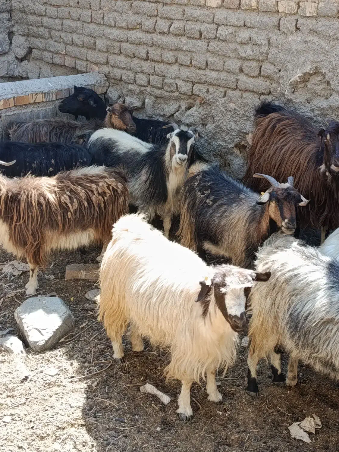بز بومی جوان در کاشان|حیوانات مزرعه|قم, امامزاده ابراهیم|دیوار
