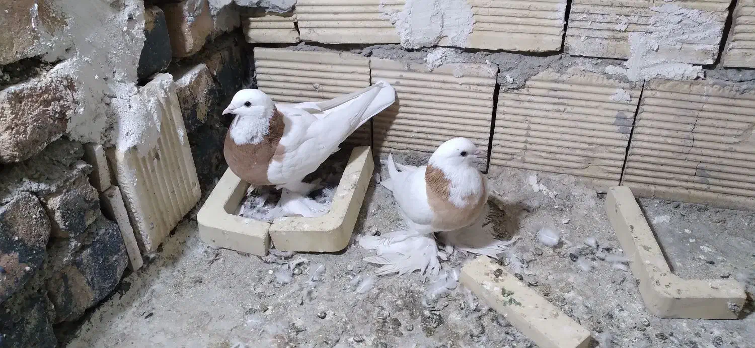 کبوتر طوقی|پرنده|خوانسار, |دیوار