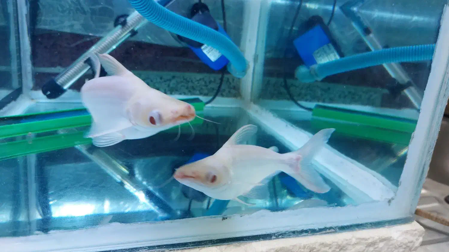 اگواریم 6 میل باکل وسایل|ماهی|اردبیل, |دیوار