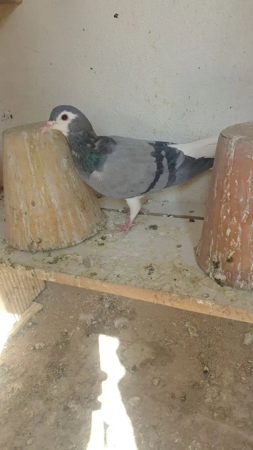 سلام دوستان پنج دمگیر|پرنده|اصفهان, اندوان|دیوار