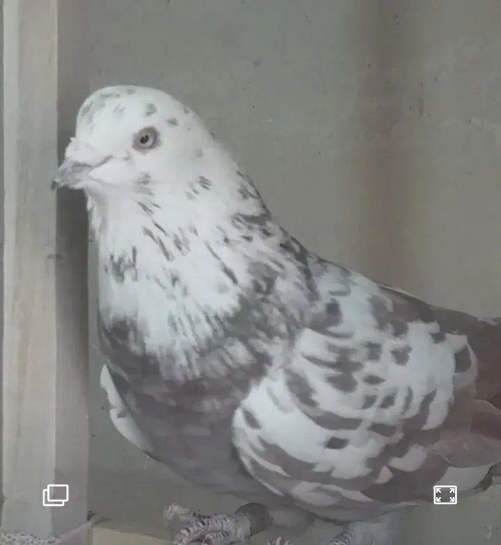 فروش تعدا د۴۰ طوق کبوتر|پرنده|کرج, کلاک بالا|دیوار