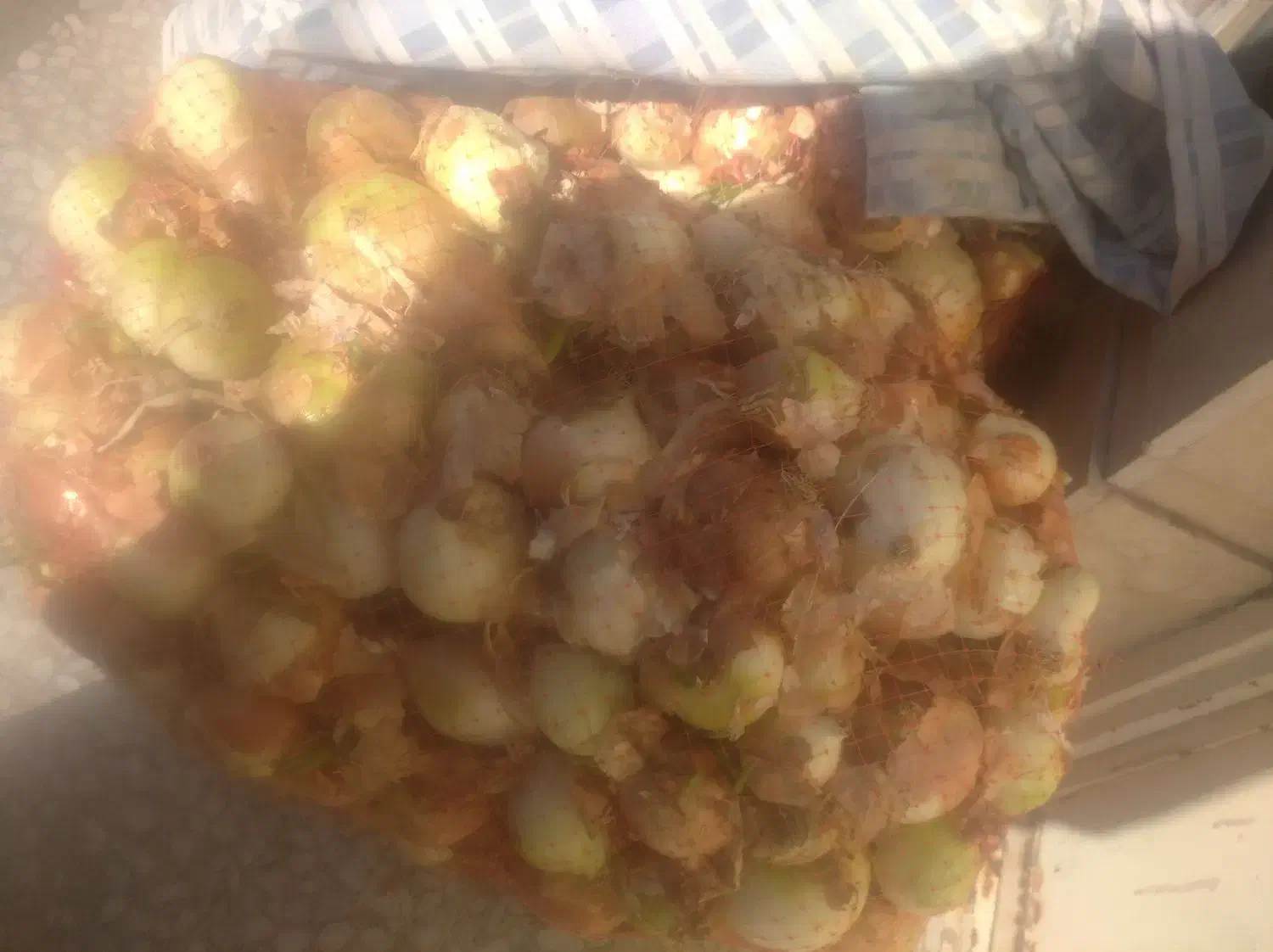 پیاز طوری|خوردنی و آشامیدنی|قم, کلهری|دیوار