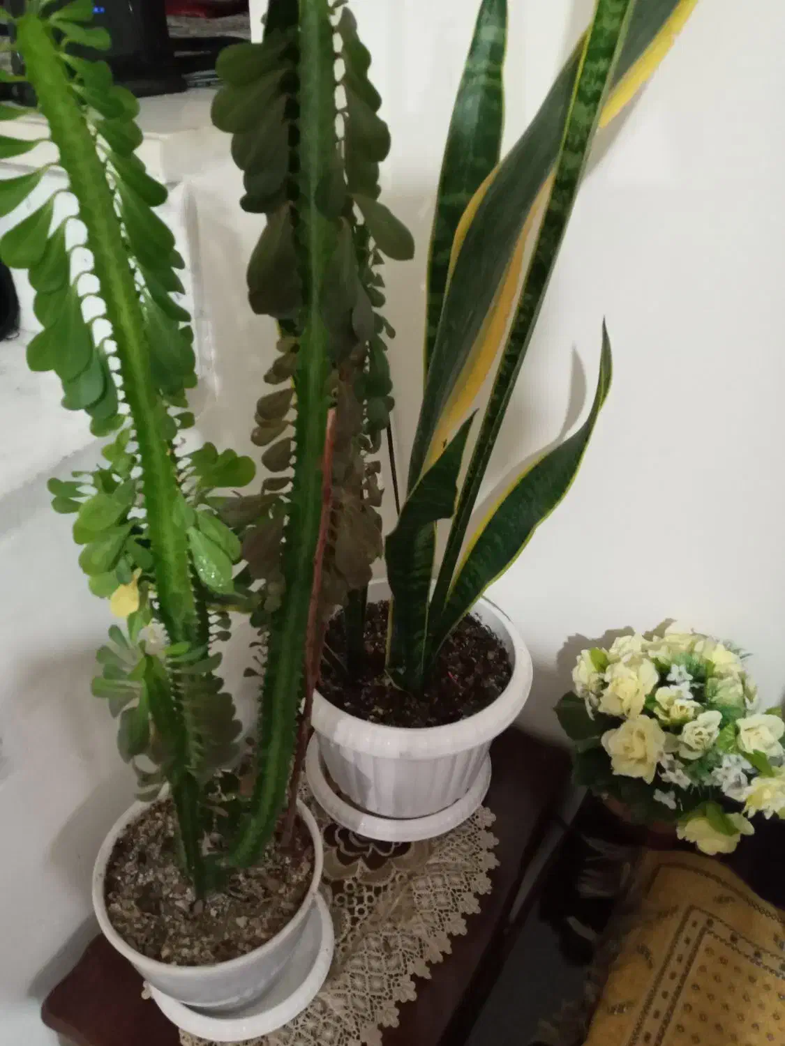 گل خانگی|گل و گیاه طبیعی|ارومیه, |دیوار