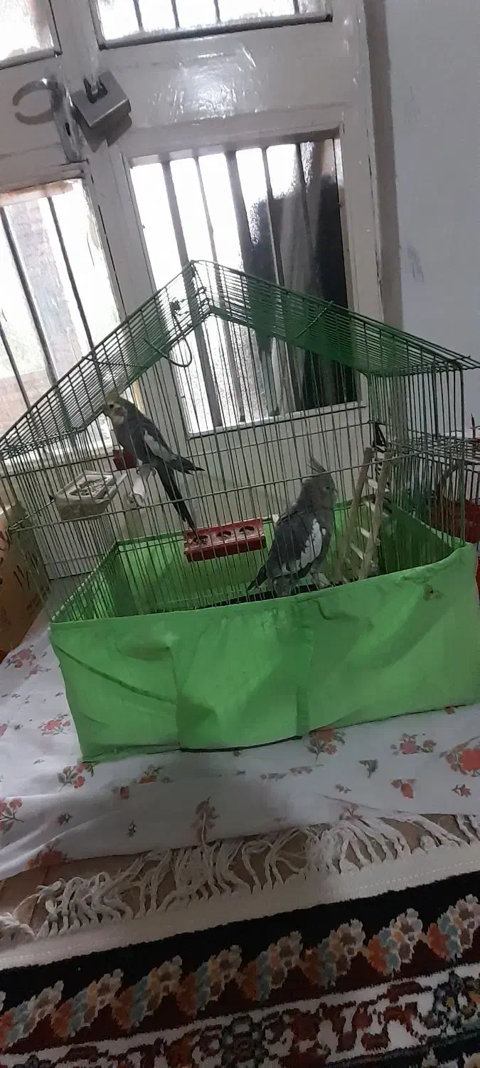 عروس هلندی و مرغ عشق|پرنده|دزفول, |دیوار