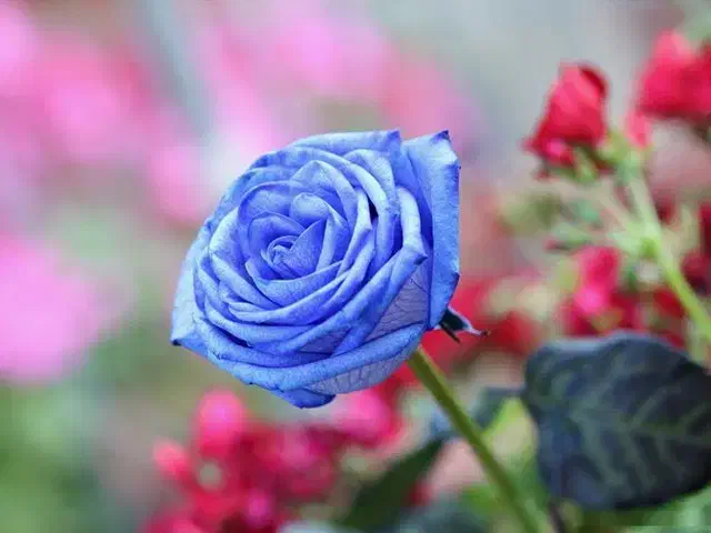 خرید بشر دوستانه|فعالیت داوطلبانه|آفتاب, |دیوار