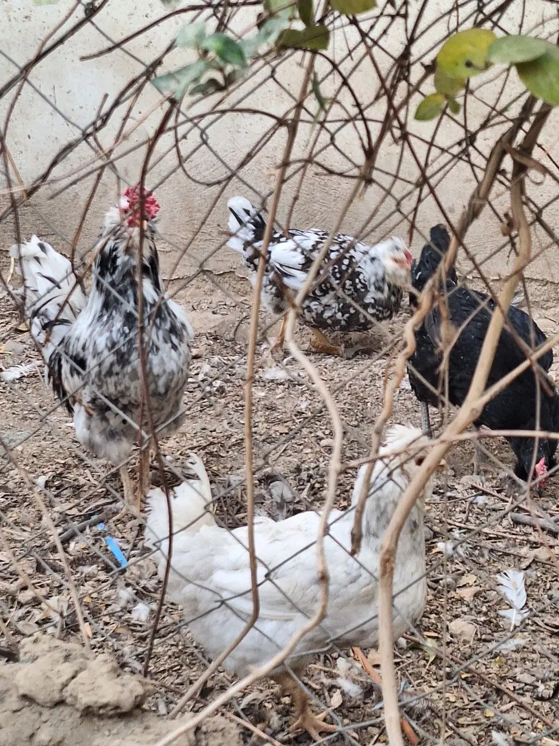 مرغ و خروس گلین کاکل ریش چهل تاج اصیل|حیوانات مزرعه|شهریار, رضی آباد بالا|دیوار