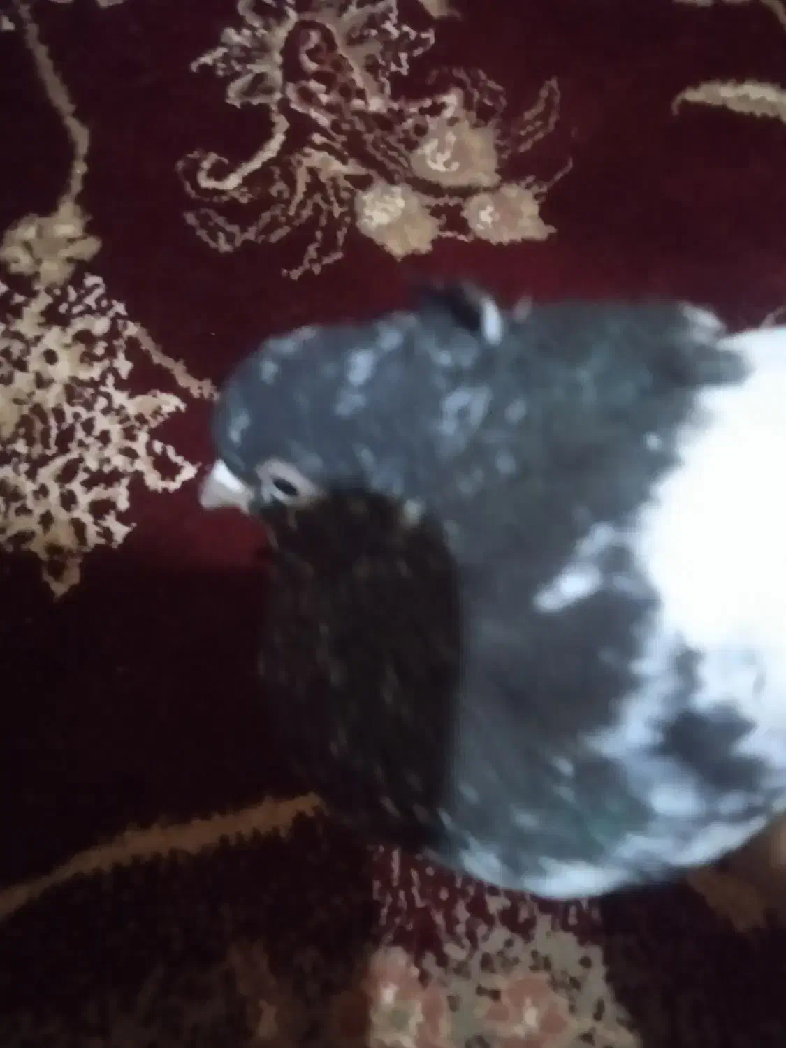 کفتر|پرنده|آباده, |دیوار