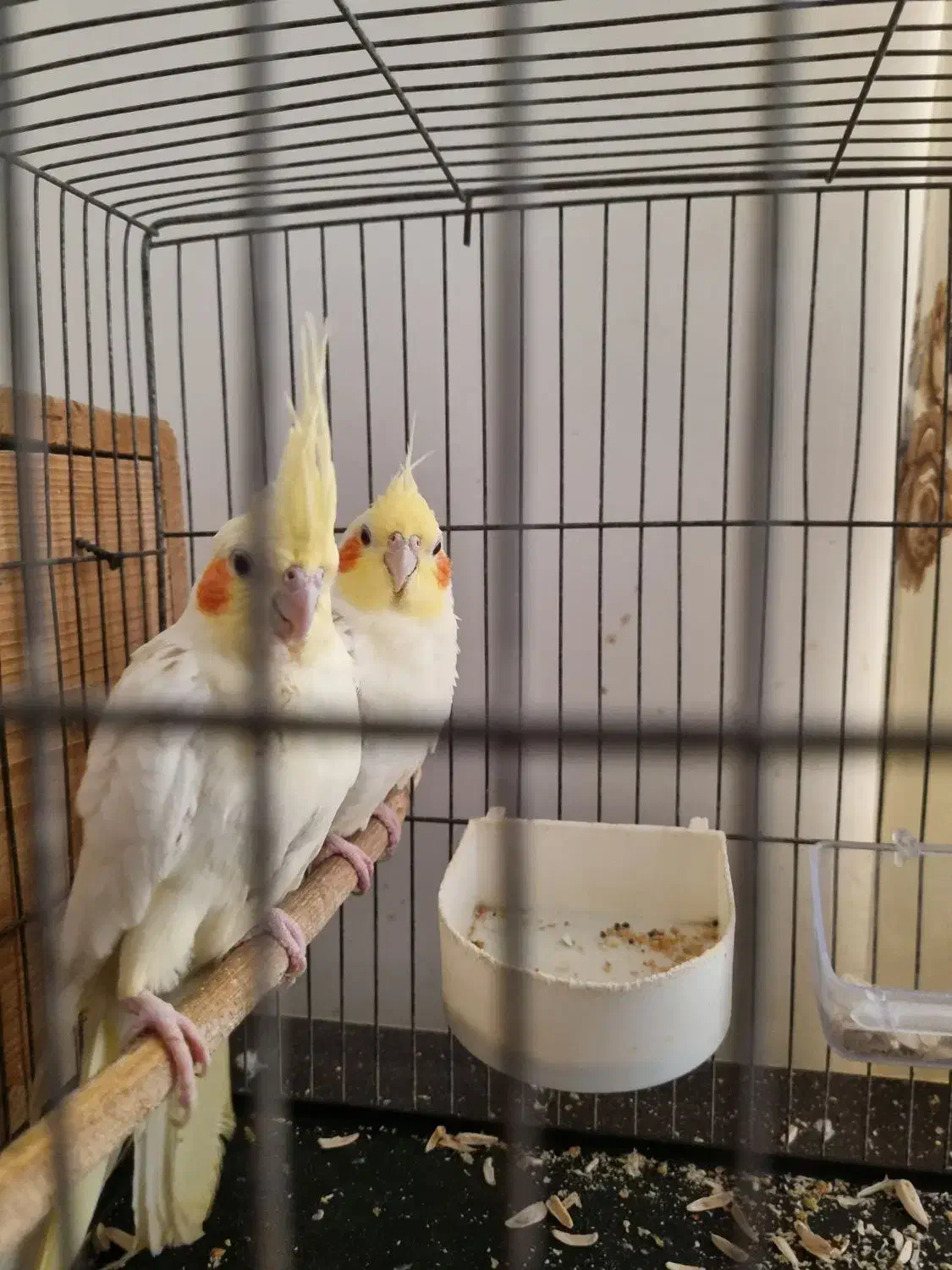 عروس هلندی مولد|پرنده|کلاله, |دیوار