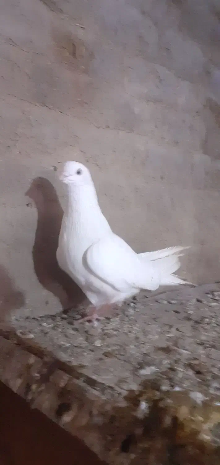 سفید نر|پرنده|میاندوآب, |دیوار