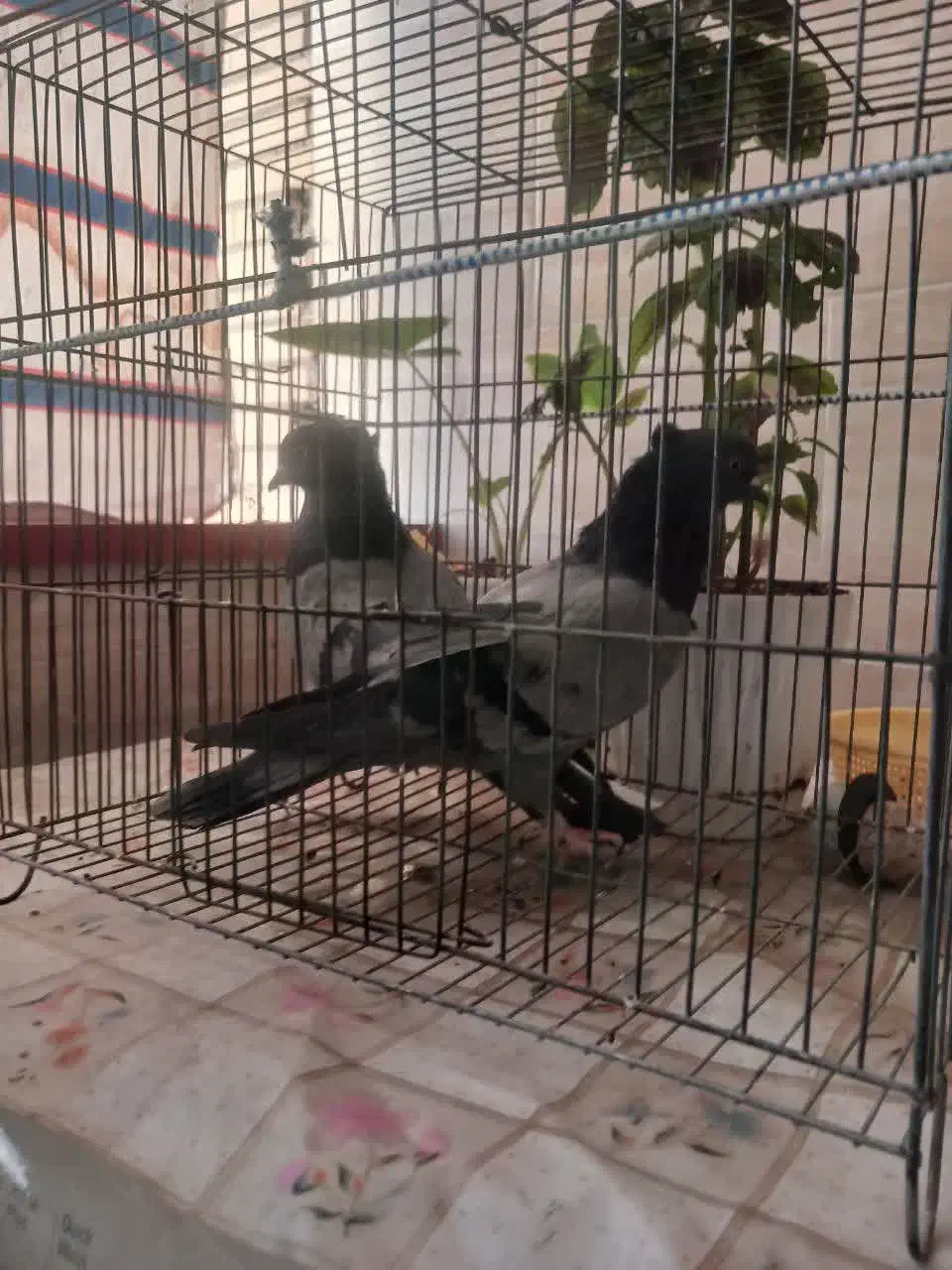 گروهان سبز پرشی|پرنده|تهران, مشیریه|دیوار