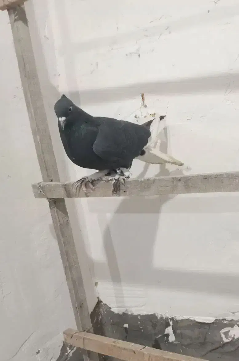 ۴تا کفتر|پرنده|قم, ناصردیوان|دیوار