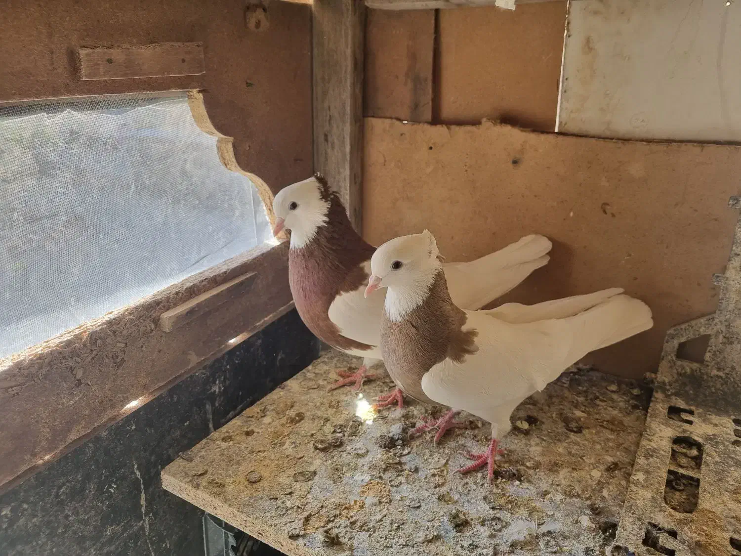 کبوتر رنگه|پرنده|تربت جام, شاد|دیوار