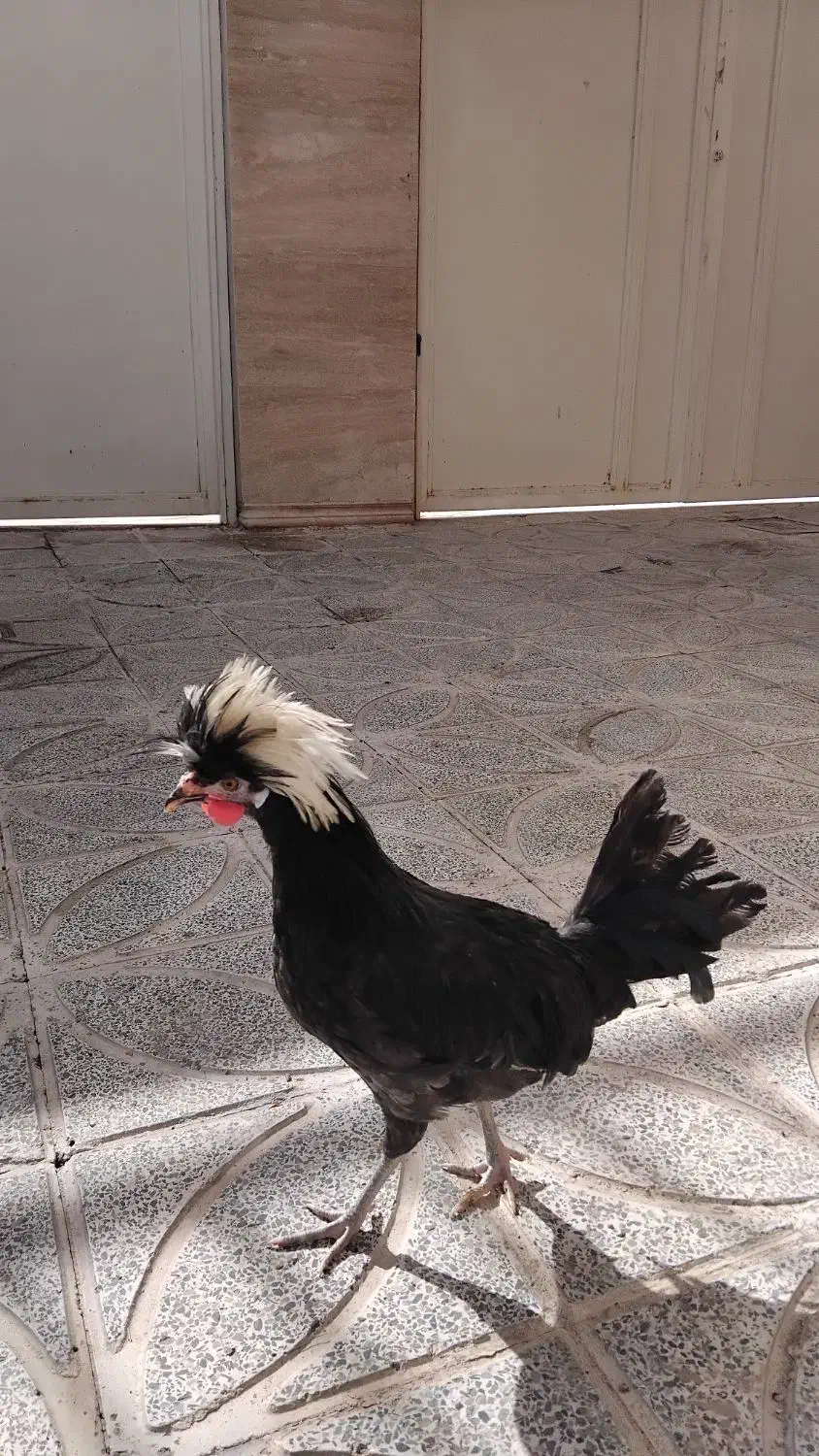 مرغ خروس|حیوانات مزرعه|کرمانشاه, |دیوار