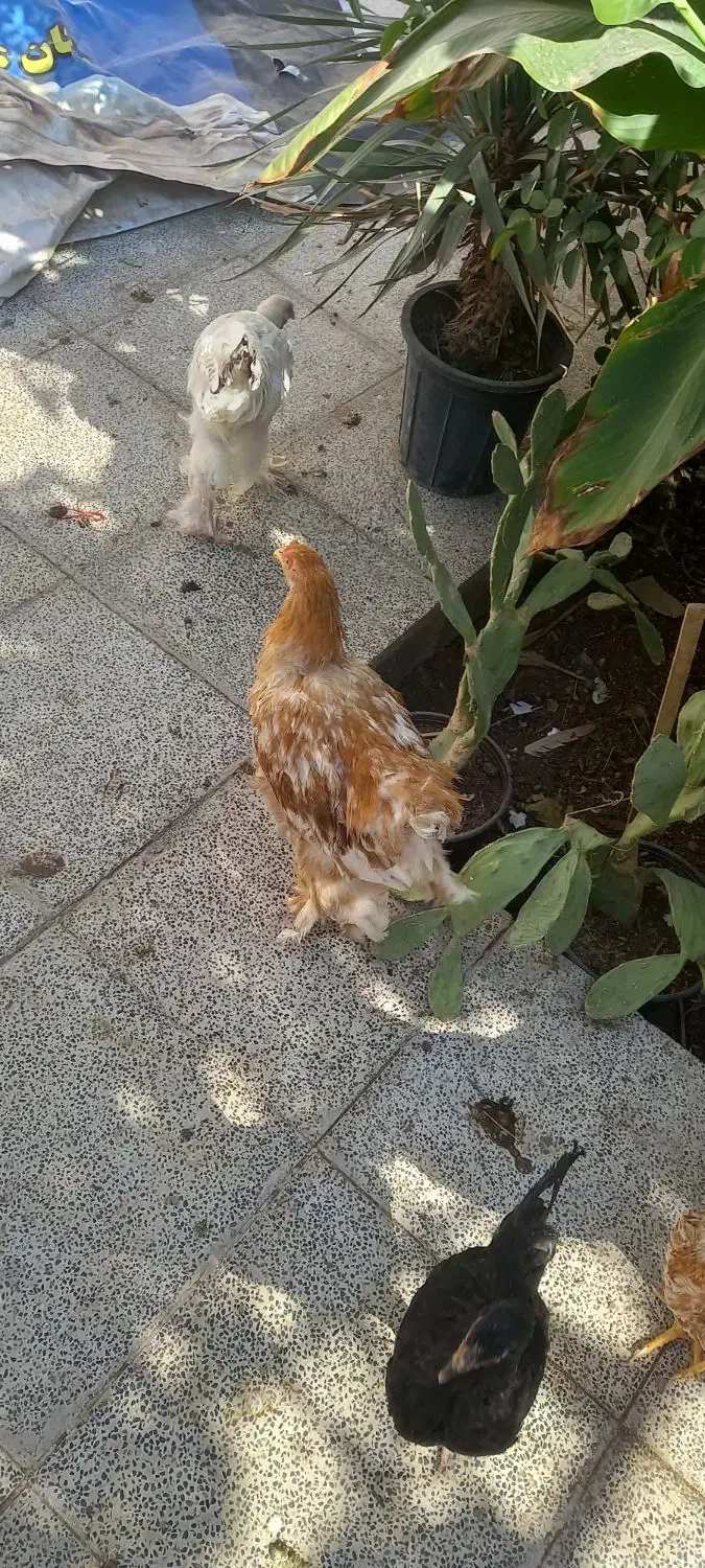 تعدادی خروس برهما به فروش میرسد|حیوانات مزرعه|اردکان, |دیوار