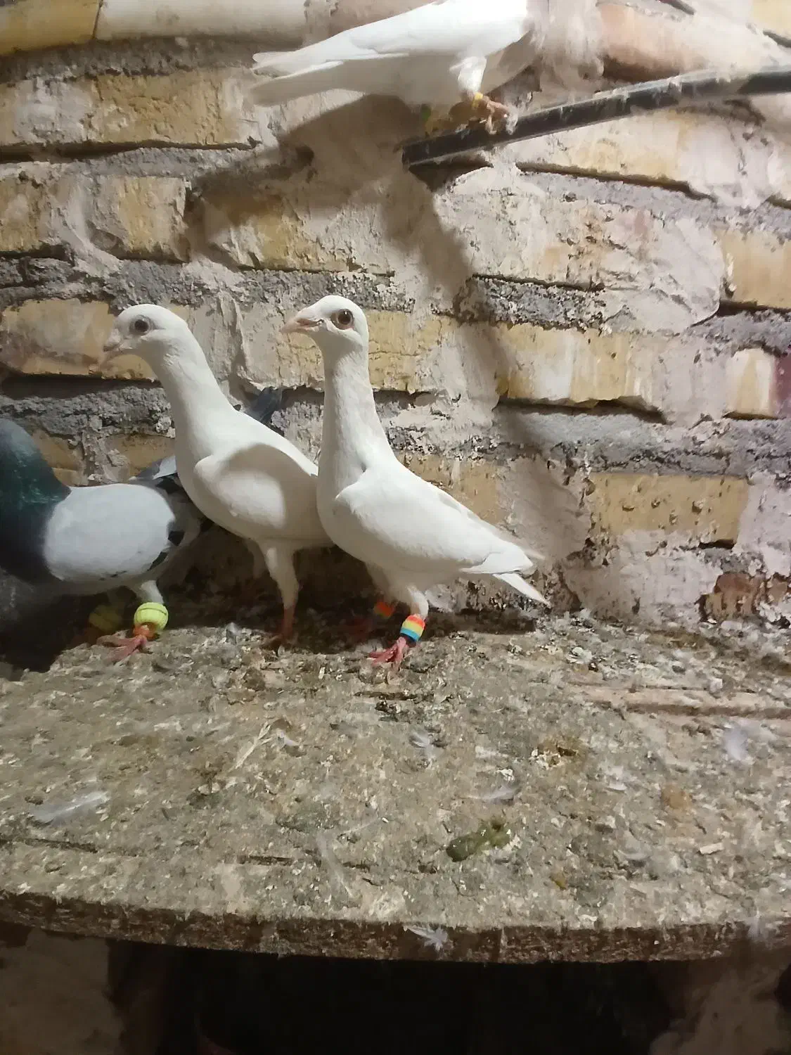 کله هما کفتر کبوتر|پرنده|تایباد, |دیوار