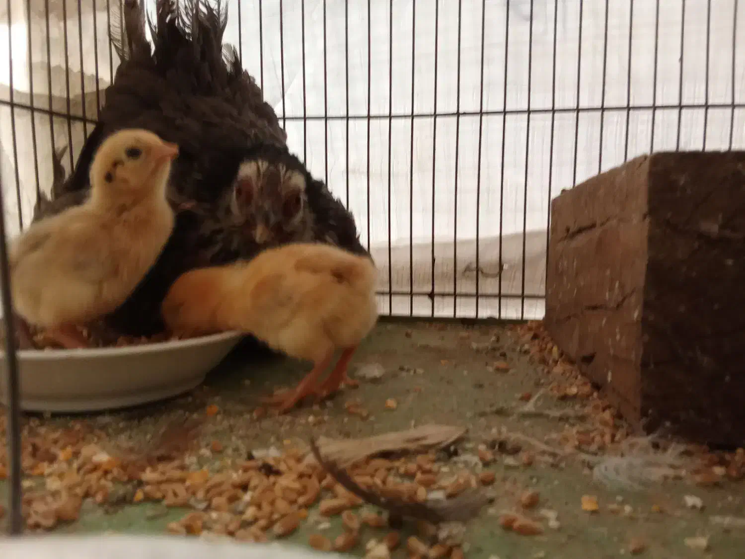 مرغ خروس مینیاتوری کرچ با جوجه|حیوانات مزرعه|قم, شهرک توانیر|دیوار