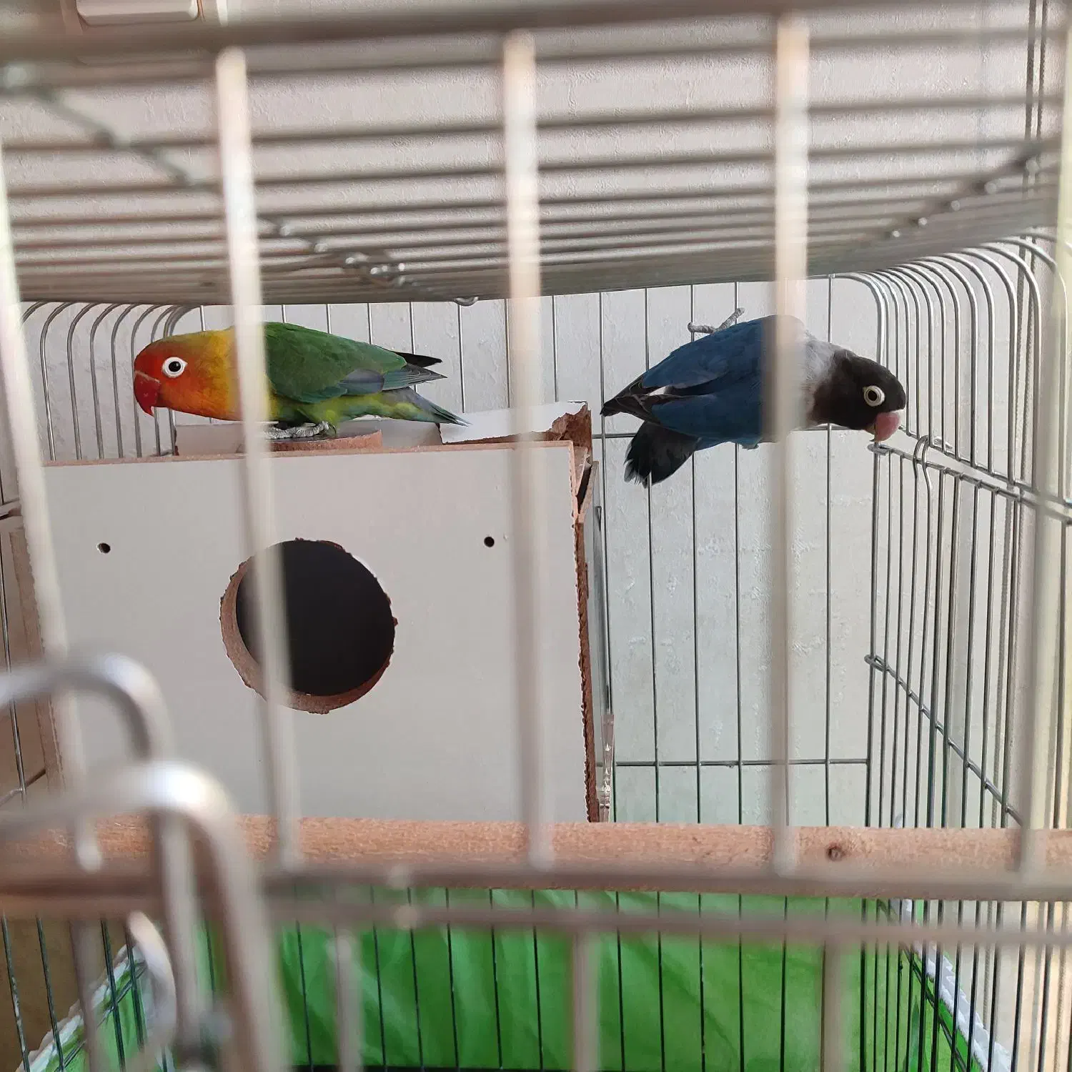 طوطی کوتوله مولد|پرنده|تبریز, |دیوار