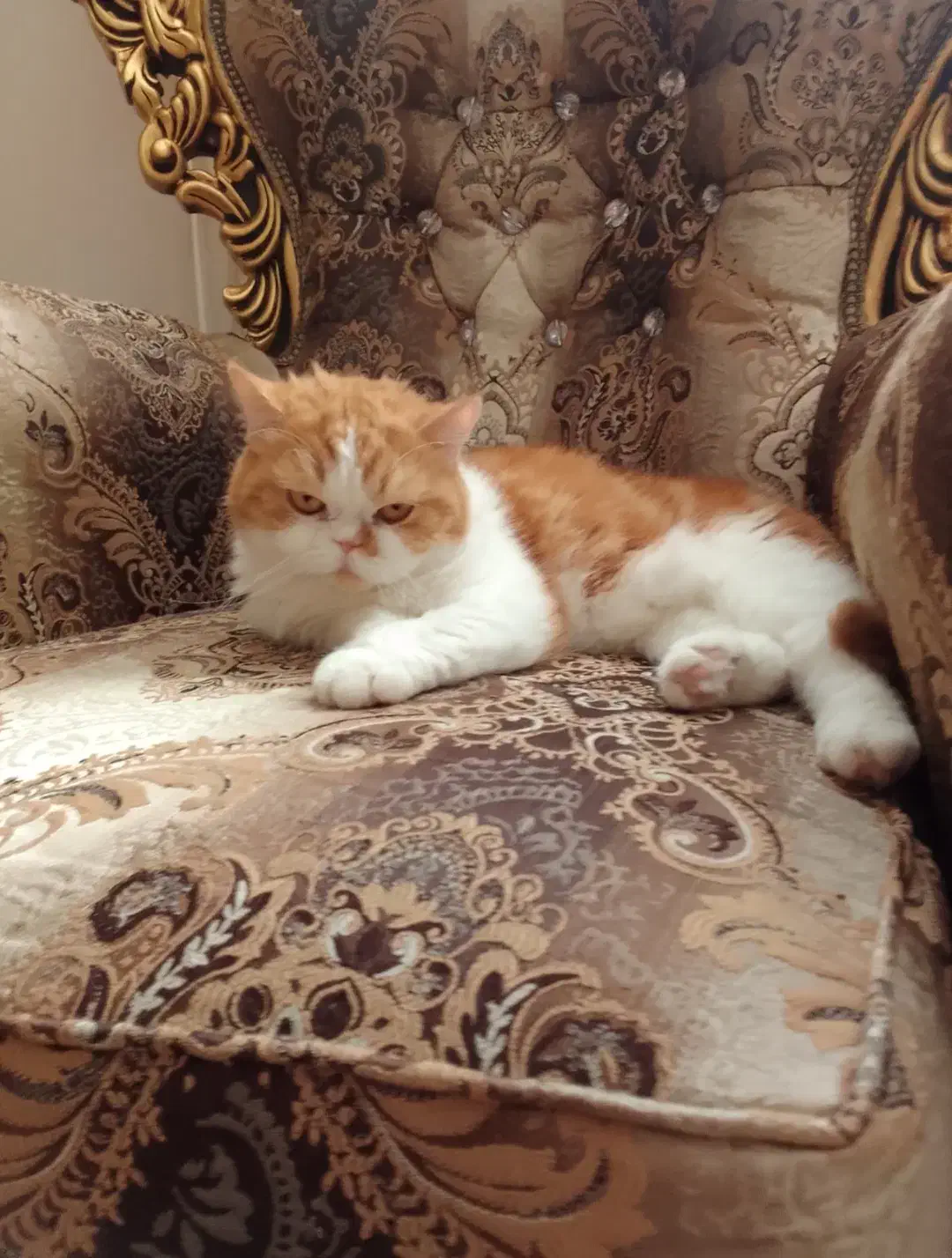 گربه پرشین|گربه|قم, پردیسان|دیوار