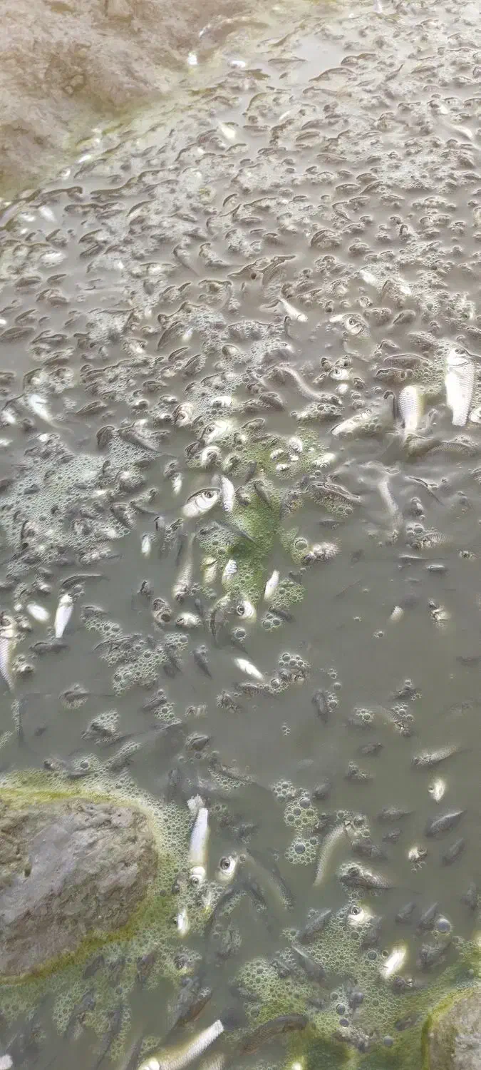 کمک به جابجایی ماهی ها|فعالیت داوطلبانه|خان ببین, |دیوار