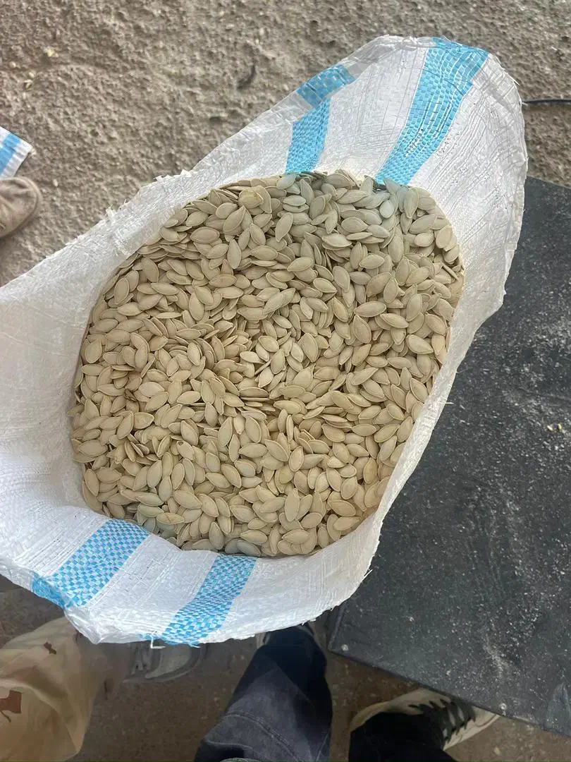 کدو بذر خارجی(هیبرید) درجه ۱ یه دست|عمدهفروشی|آباده, |دیوار