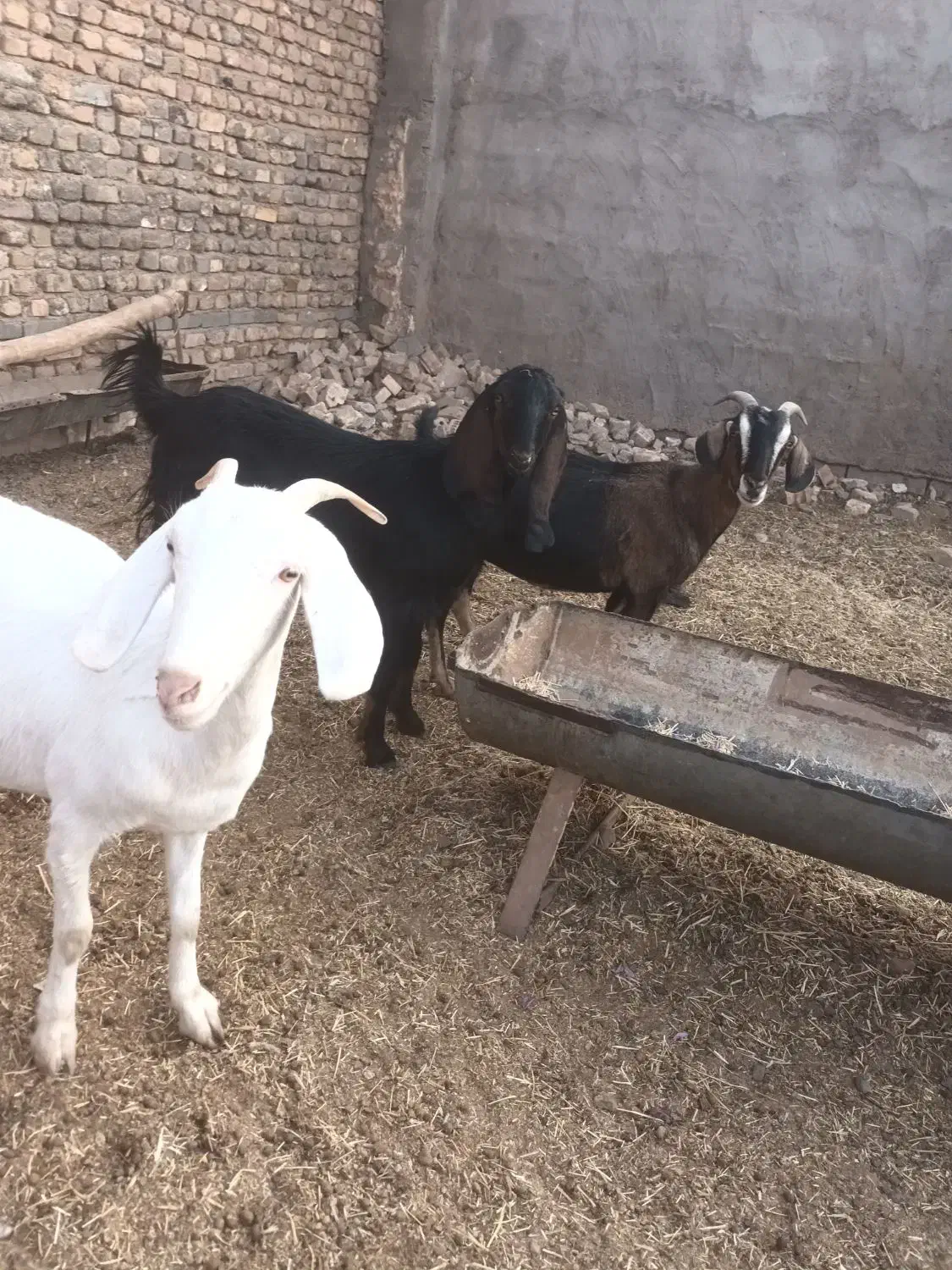 سلام ۳دانه یکساله آبستن سنگین قیمت دانه ۱۲ تومن|حیوانات مزرعه|تربت جام, معدآباد|دیوار