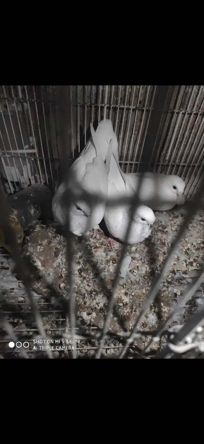 کبوتر زینتی|پرنده|کردیان, |دیوار