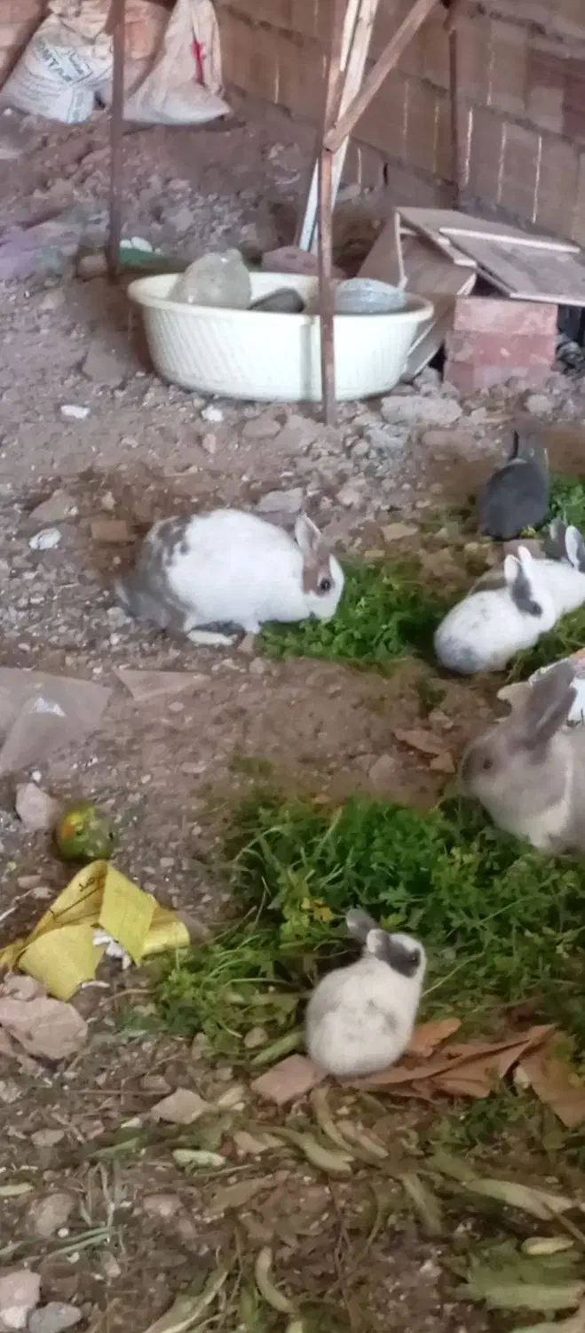 50عدد خرگوش|موش و خرگوش|مهاباد (آذربایجان غربی), |دیوار