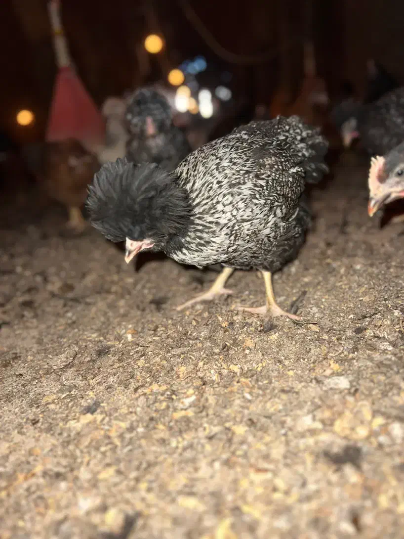 فروش نیمچه مرغ وخروس کاکلی|حیوانات مزرعه|تفت, |دیوار