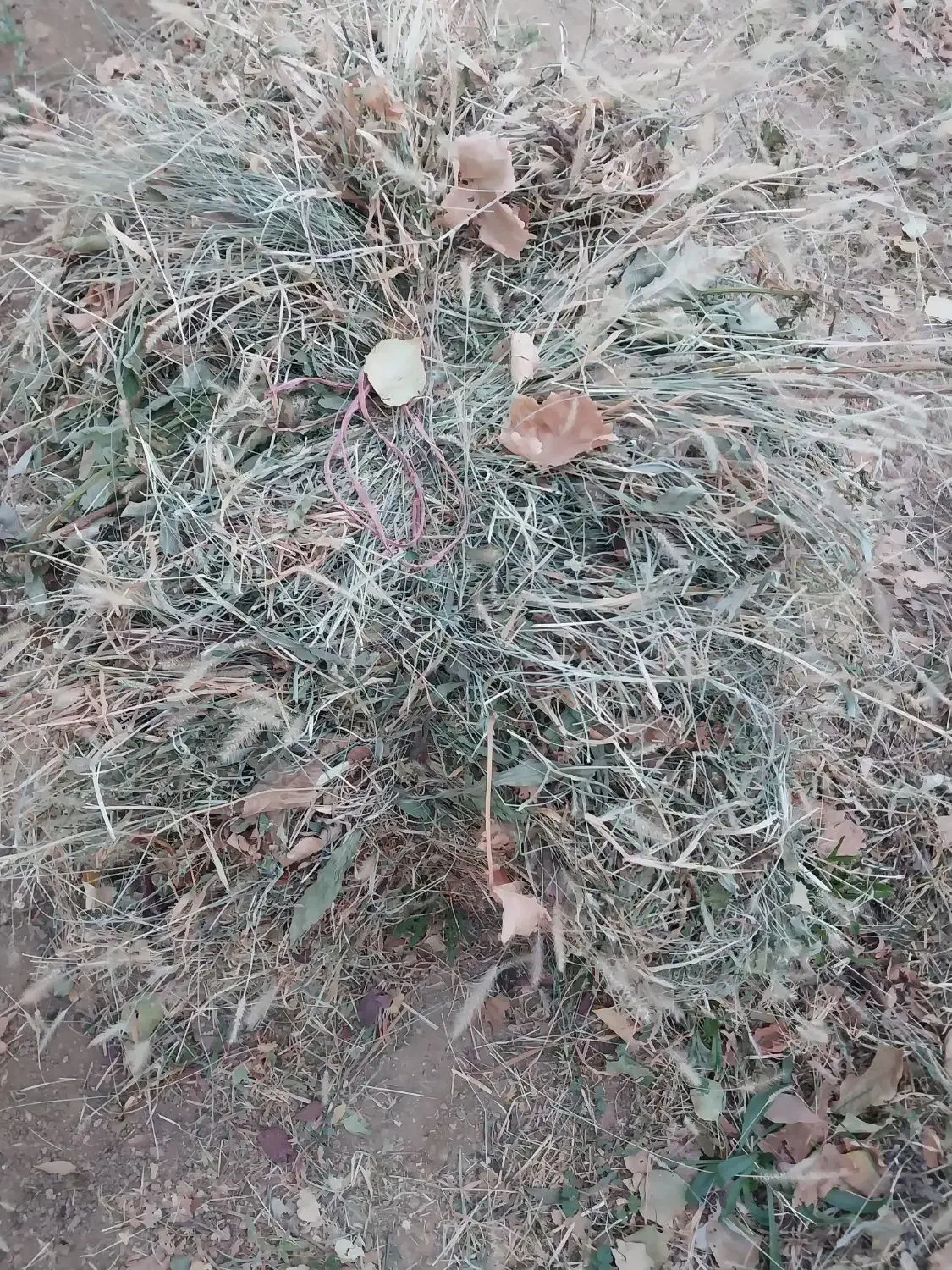 علوفه خشک|خدمات باغبانی و درختکاری|ابهر, |دیوار