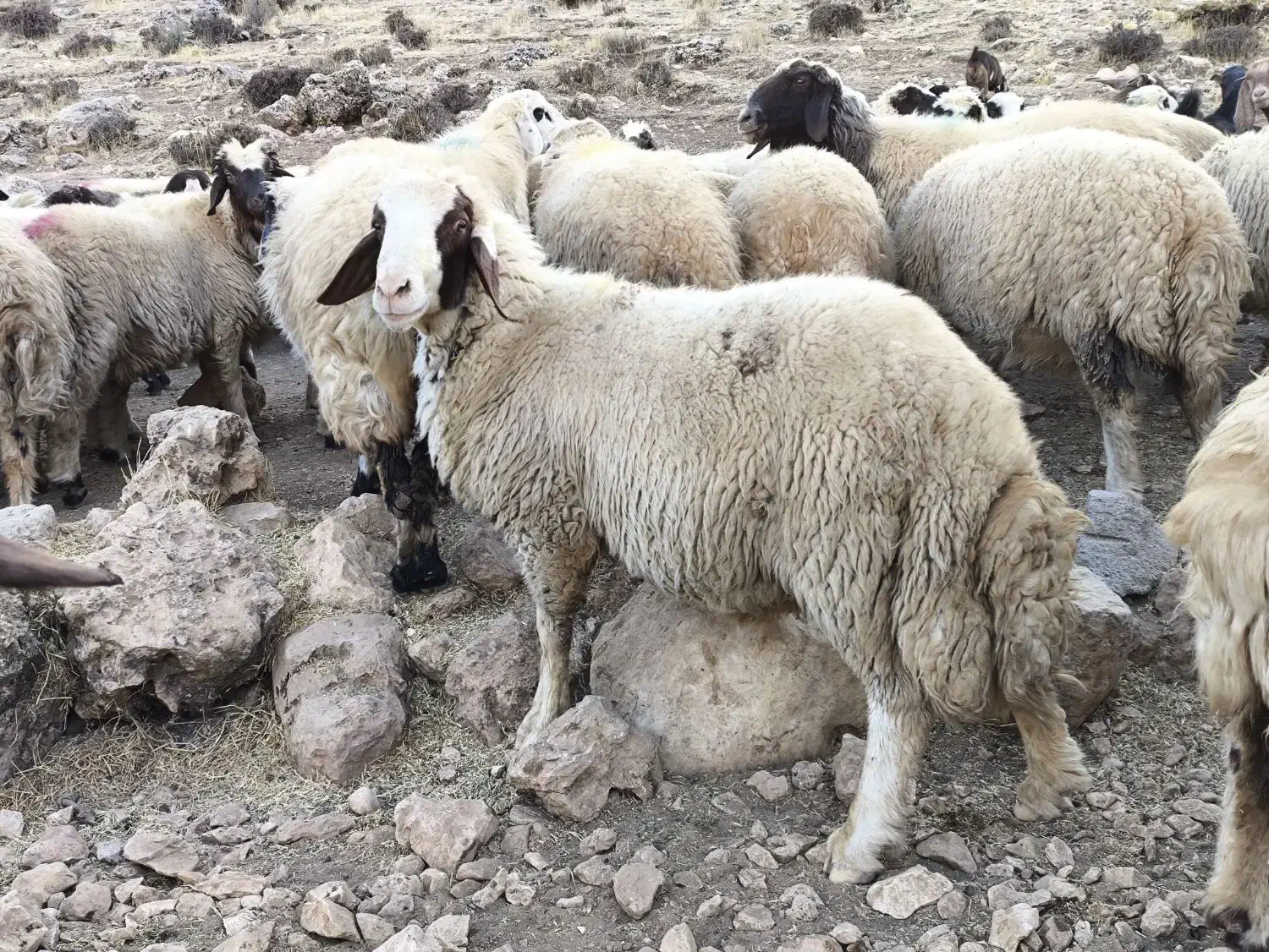 شک ورن سنجابی|حیوانات مزرعه|دالاهو, |دیوار