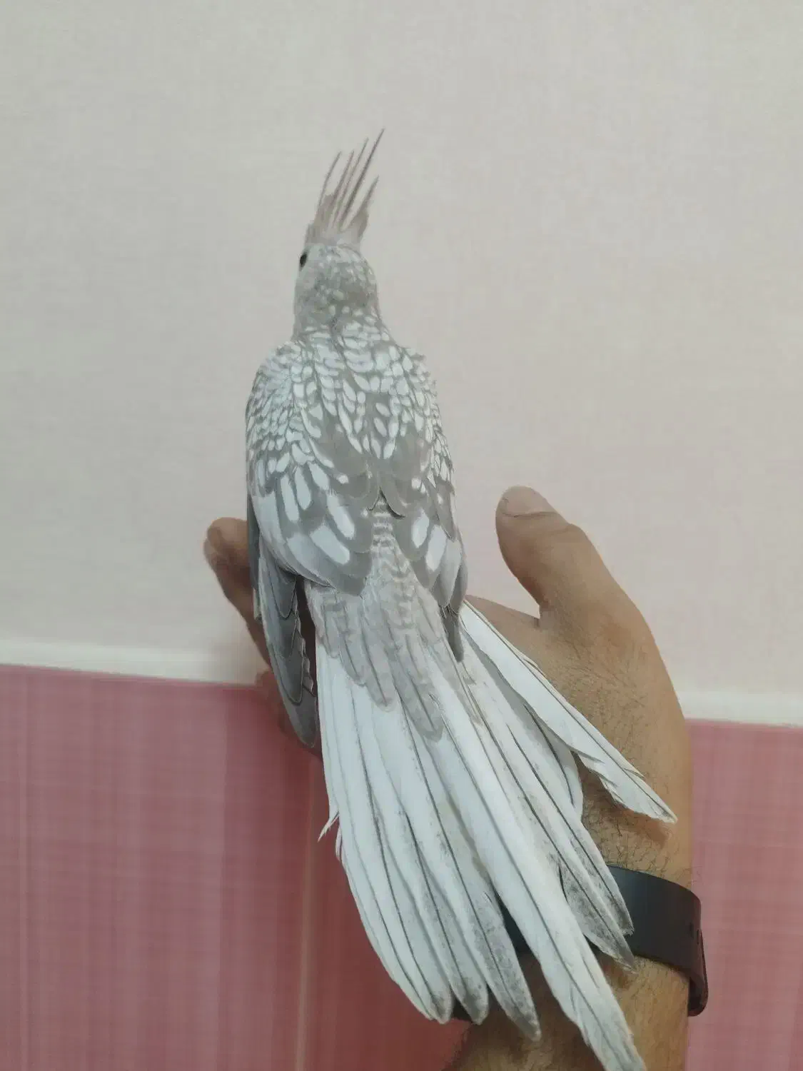 عروس هلندی|پرنده|رشت, حومه رشت|دیوار