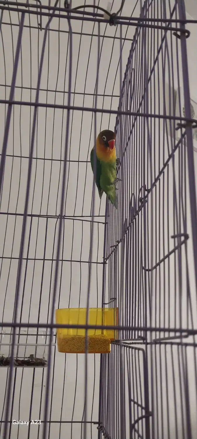 طوطی برزیلی|پرنده|ری, صالح آباد جنوبی (باغ رضوان)|دیوار