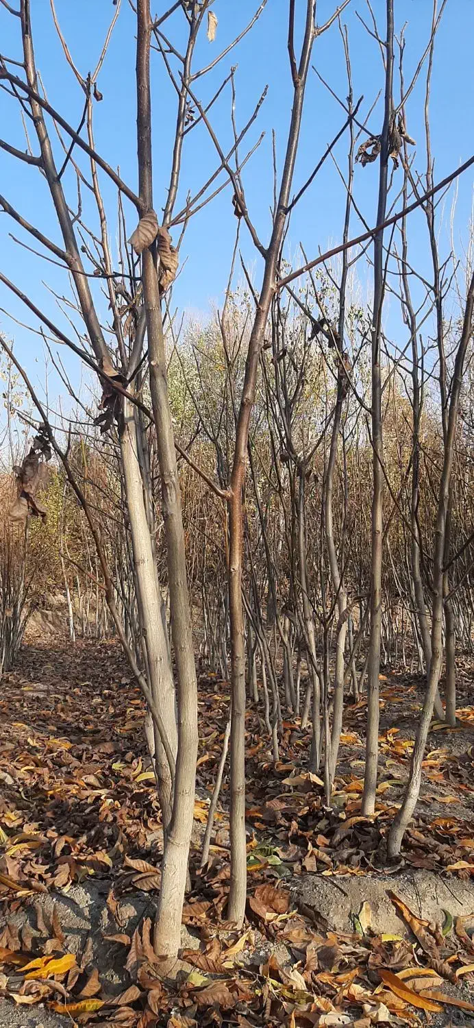 نهالستان گردو|خدمات باغبانی و درختکاری|سنندج, |دیوار