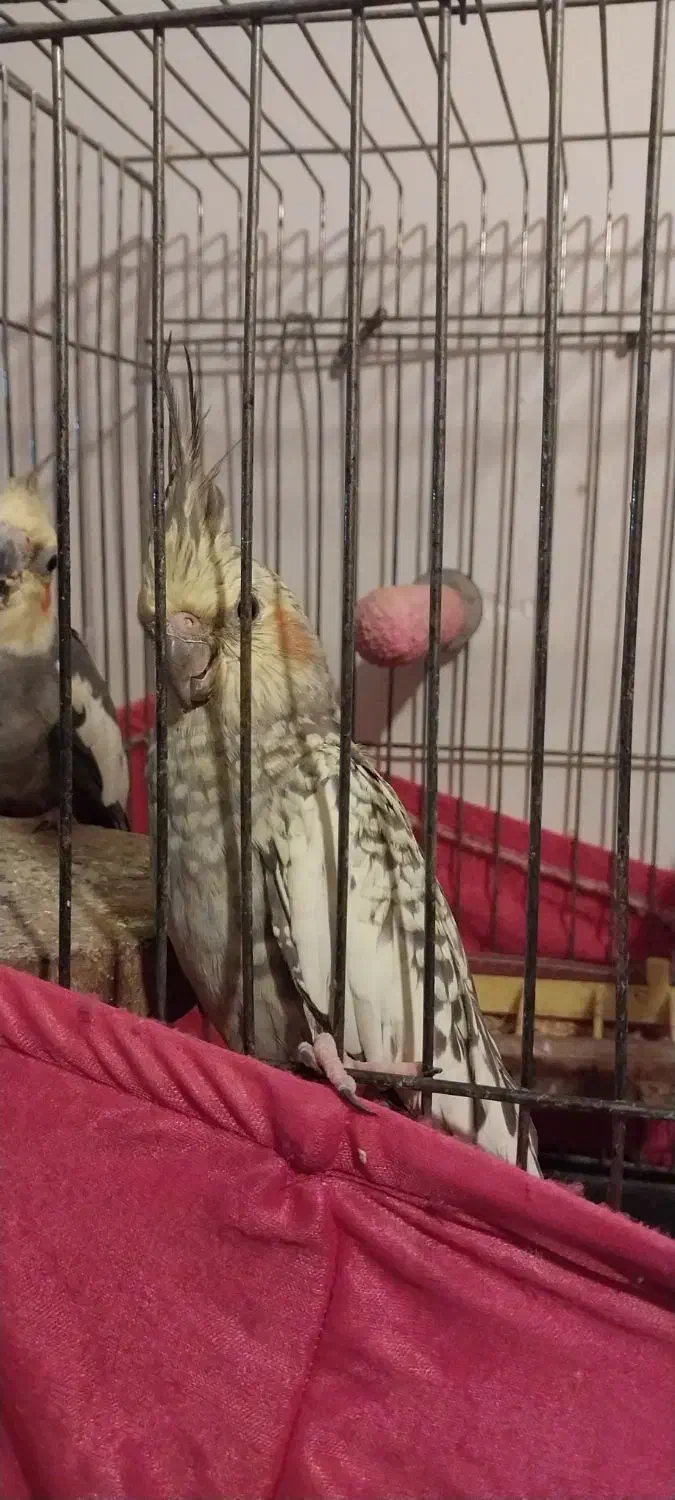 طوطی عروس جفت. نره کاملا حرف میزنه|پرنده|رشت, پل تالشان|دیوار