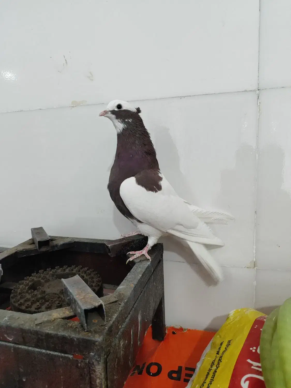 کبوتر طوقی نر|پرنده|فسا, |دیوار