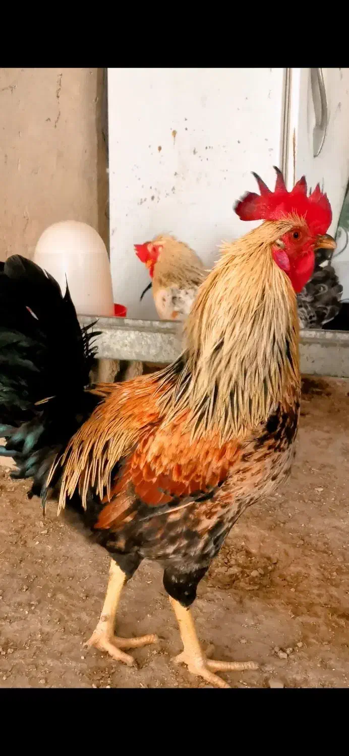 خروس گلین و محلی و...|حیوانات مزرعه|زمکان, |دیوار