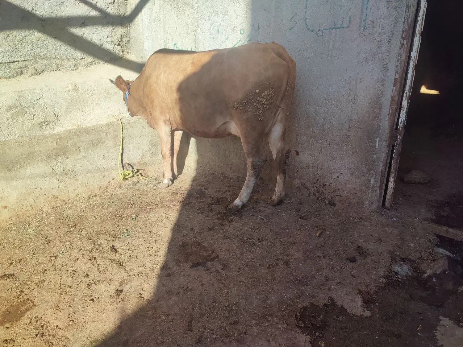 گاو شیری|حیوانات مزرعه|بجنورد, |دیوار