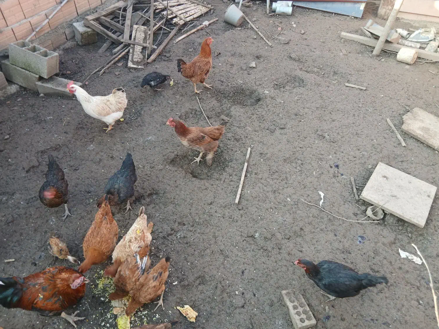 فروش مرغ محلی|حیوانات مزرعه|فاضل آباد, |دیوار