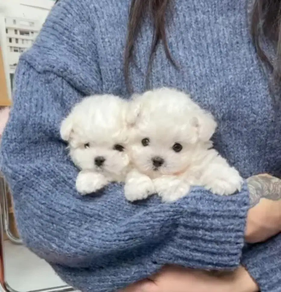 مالتیز کراس|سگ|تهران, جنتآباد مرکزی|دیوار