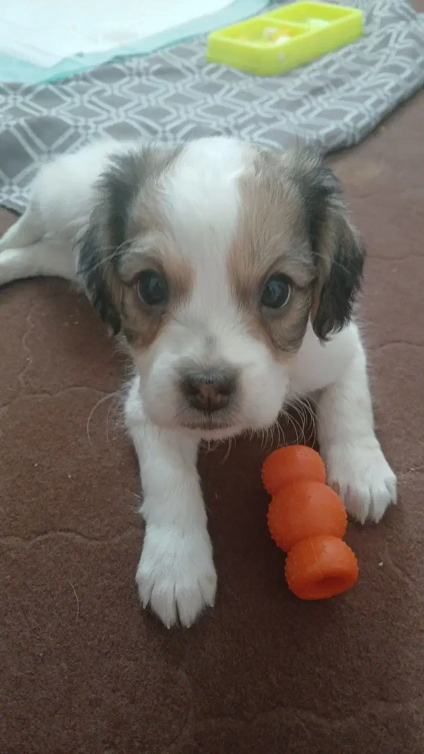 سگ اشپیدز(جانا)|سگ|فولادشهر, مسکن مهر فولادشهر|دیوار