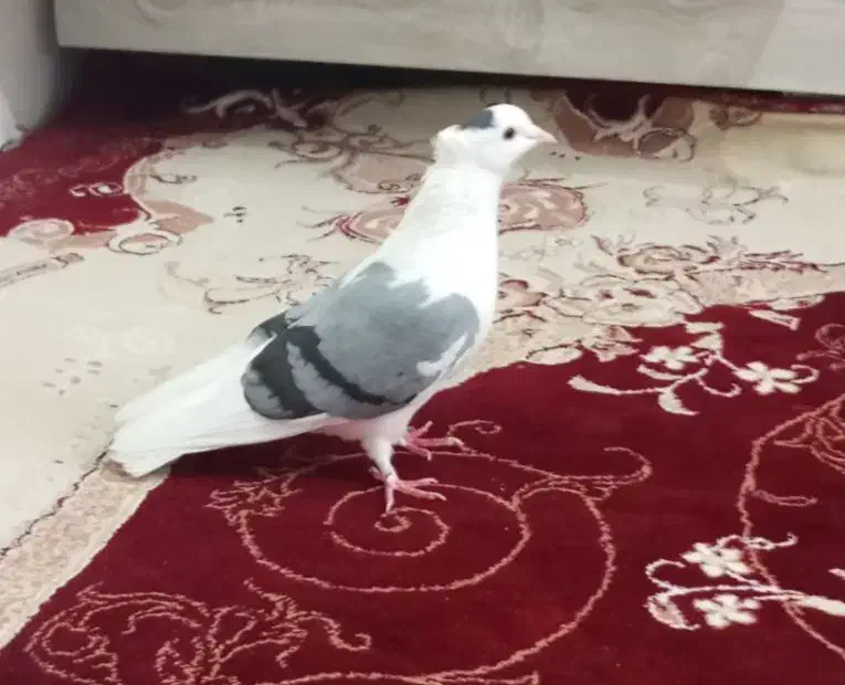 کبوترپشتی بالغ ماده|پرنده|مشهد, شهید علی محمدی|دیوار