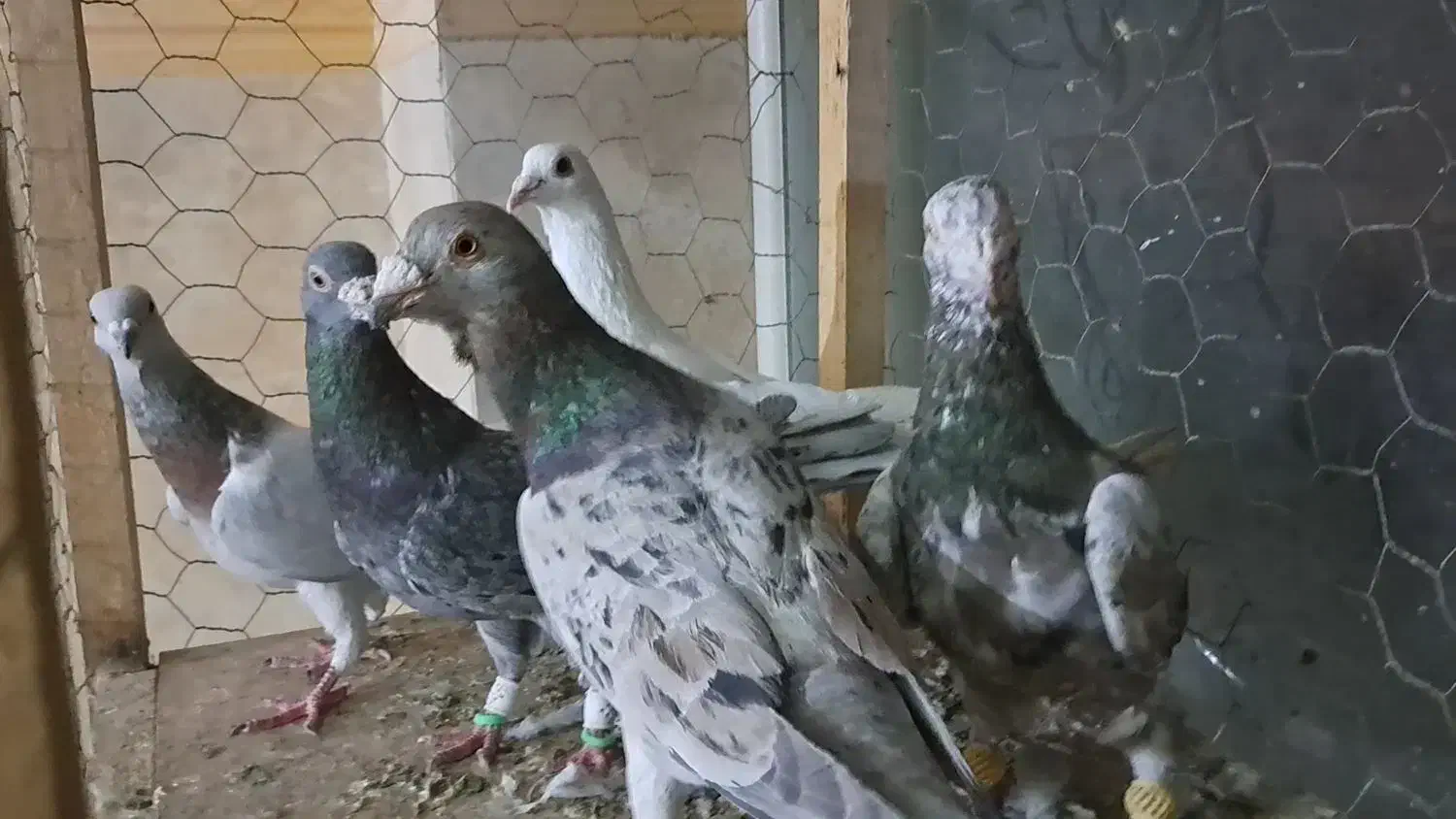 کبوتر رنگی|پرنده|ضیاء آباد, |دیوار