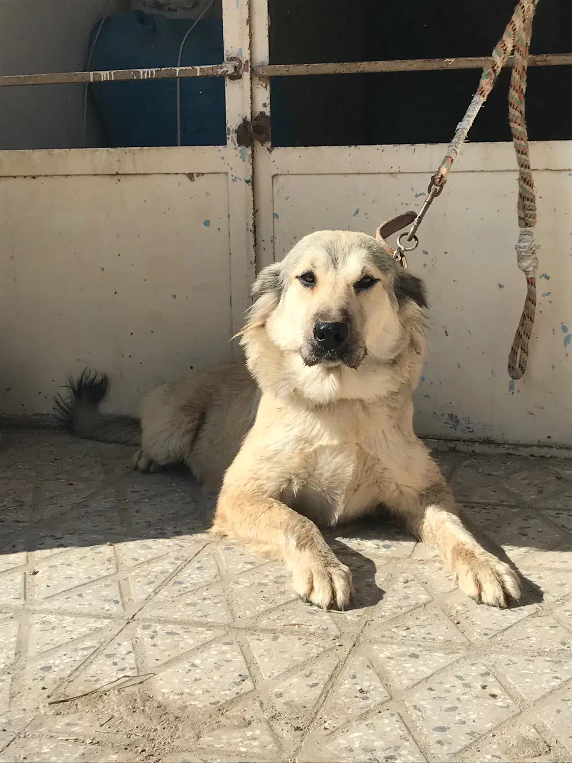 ماده سراب|سگ|بروجرد, |دیوار