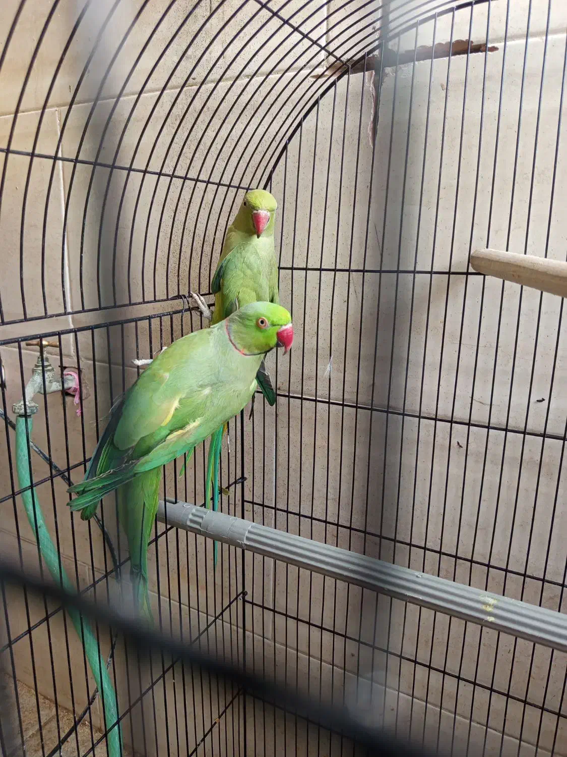 طوطی ملنگو|پرنده|قم, پردیسان|دیوار