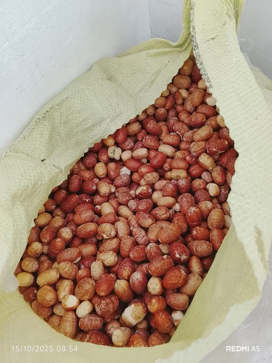 سنجد کوسرخ|خوردنی و آشامیدنی|کوهسرخ, |دیوار